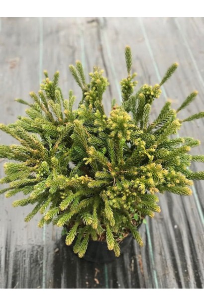 Cryptomeria Japonica ’Dinger’ полив